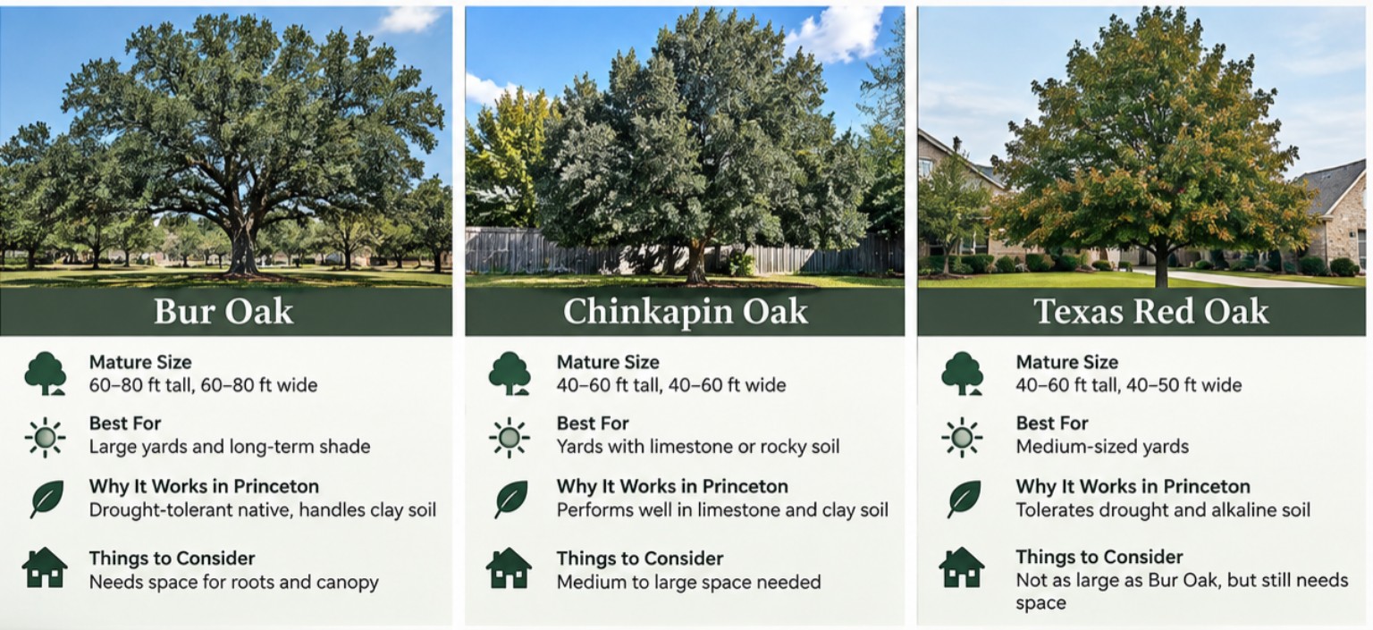Comparison of Bur Oak, Chinkapin Oak and Texas Red Oak for Princeton Texas yards